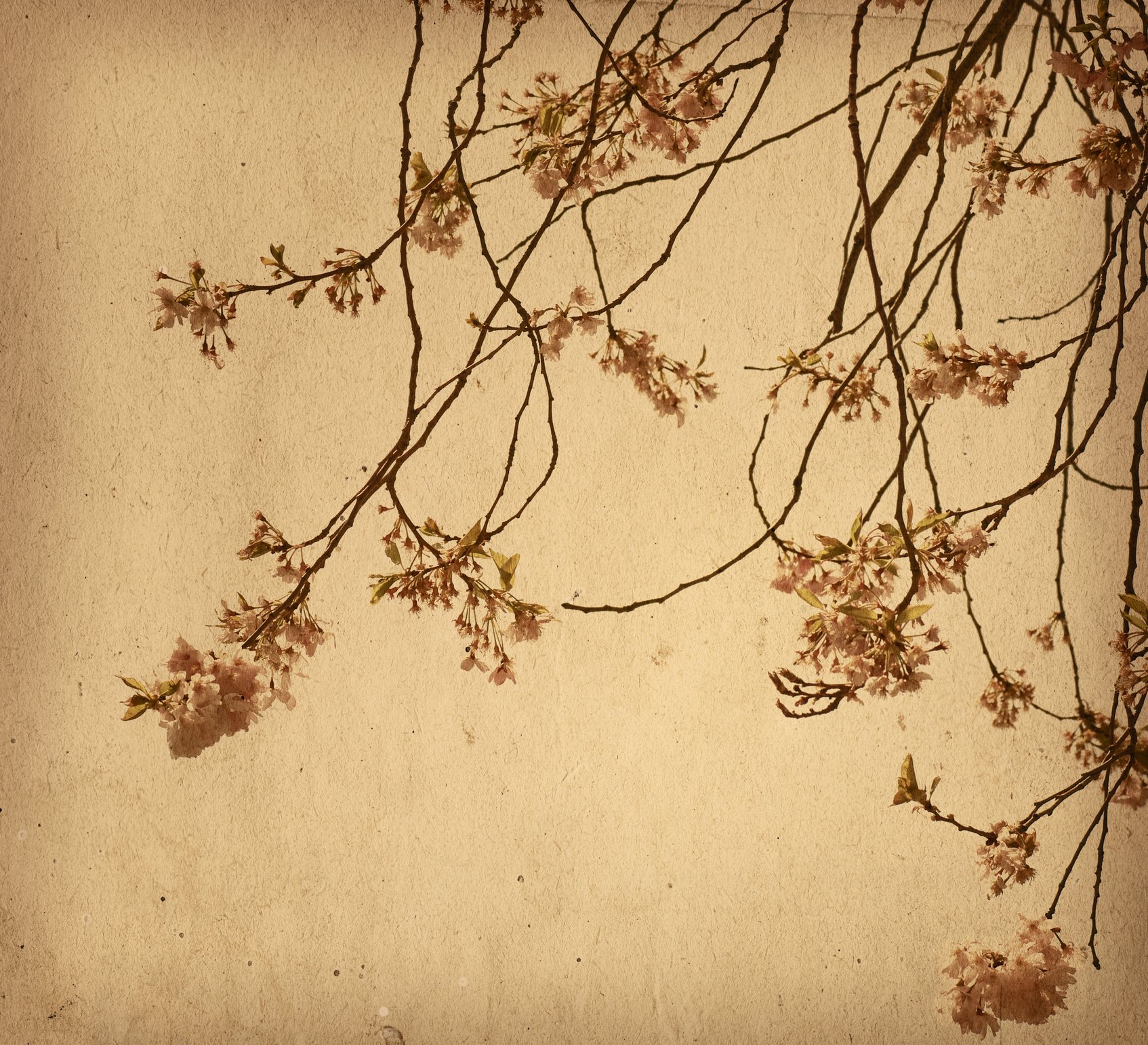 old-fashioned artistic flower